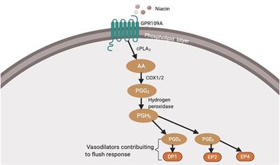 Inflammation and JNK's Role in Niacin-GPR109A Diminished Flushed Effect in Microglial and Neuronal Cells With Relevance to Schizophrenia